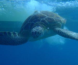 Taiwan sets up first turtle sanctuary after second major haul