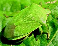 Entomologists sniff out new stink bug to help soybean farmers control damage