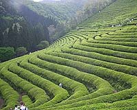 Kenya's tea production drops on drought: Tea Board