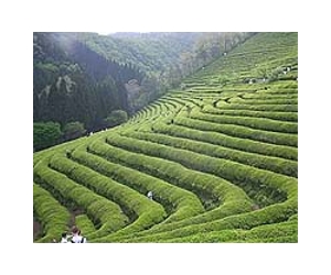Climate change a threat to Assam tea