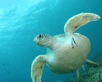 World's turtles face plastic deluge danger