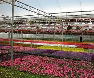 Rotating High-Pressure Sodium Lamps Provide Flowering Plants For Spring Markets