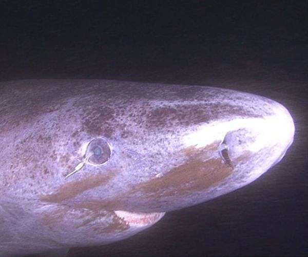 Greenland shark study may lead to new ways to preserve vision as we age