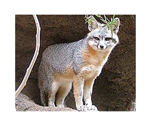New species of fox found in California