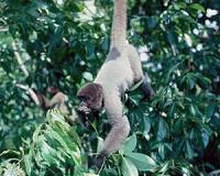 Over-hunting threatens Amazonian forest carbon stocks