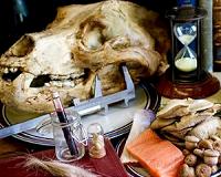 Dissecting the animal diet, past and present