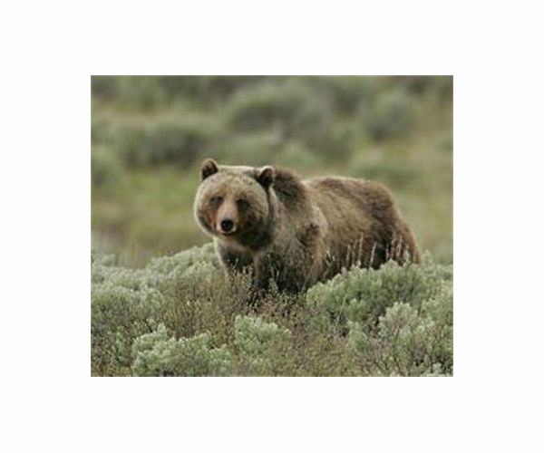Canada conservationists push back as grizzly hunting ban lifted