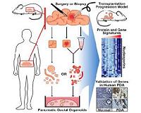 Scientists engineer 3D shapes from living tissue