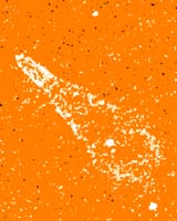 Dark Matter Constituent May Have Lit First Stars