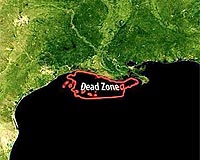 Small, Severe, Dead Zone In Gulf Of Mexico