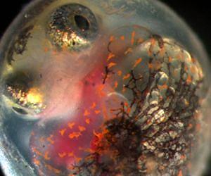 Health defects found in fish exposed to Deepwater Horizon oil spill