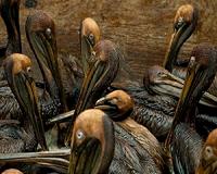 Wildlife still suffers four years after BP oil spill