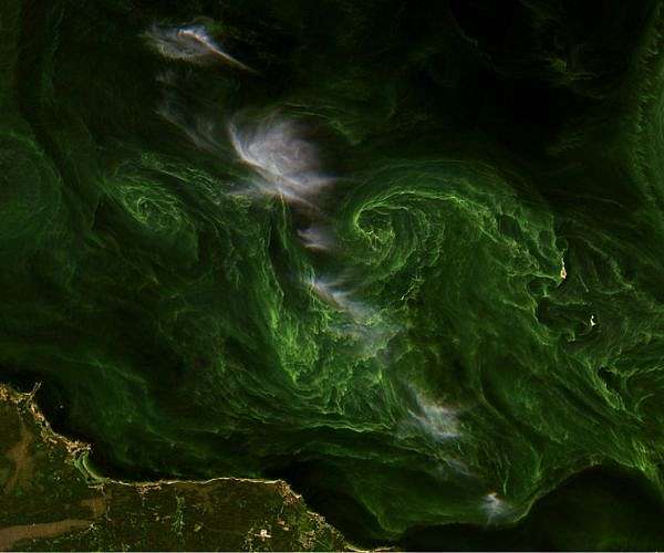 Earth from Space: Blooms in the Gulf of Finland