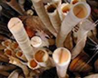 Gulf of Mexico tube worm is one of the longest-living animals in the world