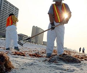 New Strain Of Bacteria Could Aid Oil Spill Cleanup