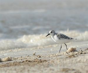 Oil might be gone, but so are the Gulf coast tourists