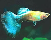 When Evolution Is Not So Slow And Gradual