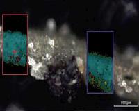 Carbon was critical to ocean life's survival 252 million years ago