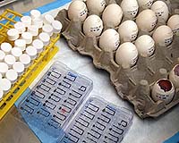 Eggs recalled, exports halted as China's food crisis worsens