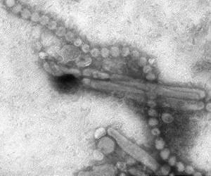 China reports another H7N9 bird flu death