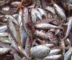 European fish stocks changing with warming seas
