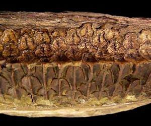 Researchers work across fields to uncover information about hadrosaur teeth