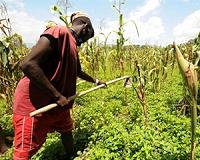 Breaking a vicious circle in once-lush Haiti
