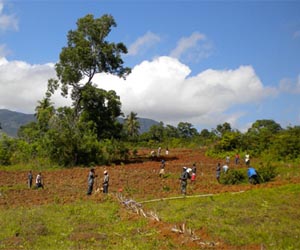 Restoring forests and planting trees on farms can greatly improve food security