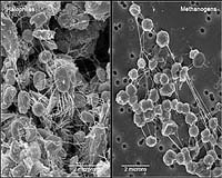 The Viability Of Methane-Producing Microorganisms In Simulated Martian Soils