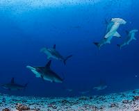 Hammerhead shark refuge found in Galapagos