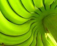 Costa Rica promises to compensate sickened banana workers