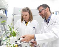 Research to help develop next-generation food crops