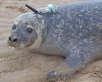 Seals forage at offshore wind farms