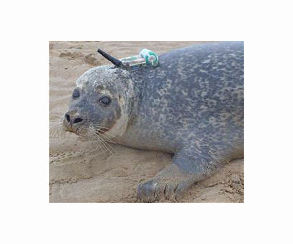 Belgium learns to share its beaches with sleepy seals