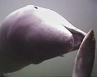 Mexico bans gillnets to protect endangered porpoise