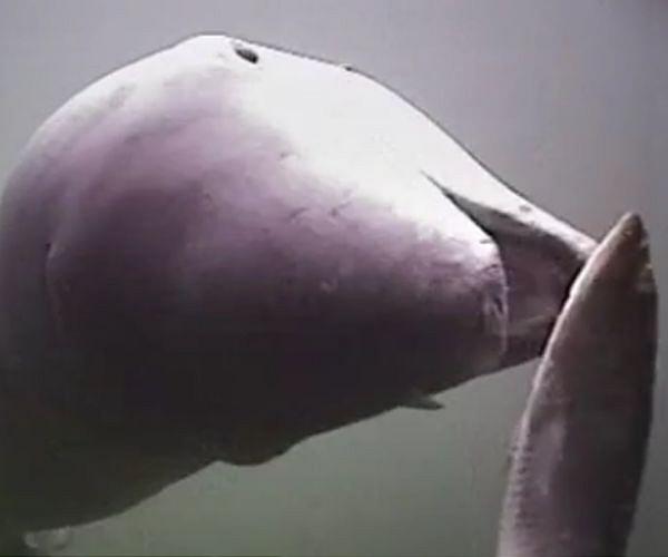 New vessel deployed in fight to save near-extinct Mexico porpoise