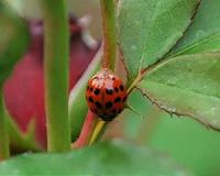 EU readying invasive alien species hit-list