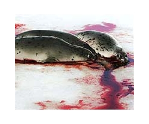 EU court maintains seal fur ban