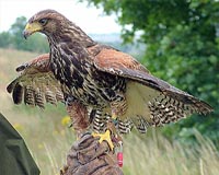 Birds of prey rid Warsaw metro of urban scourge