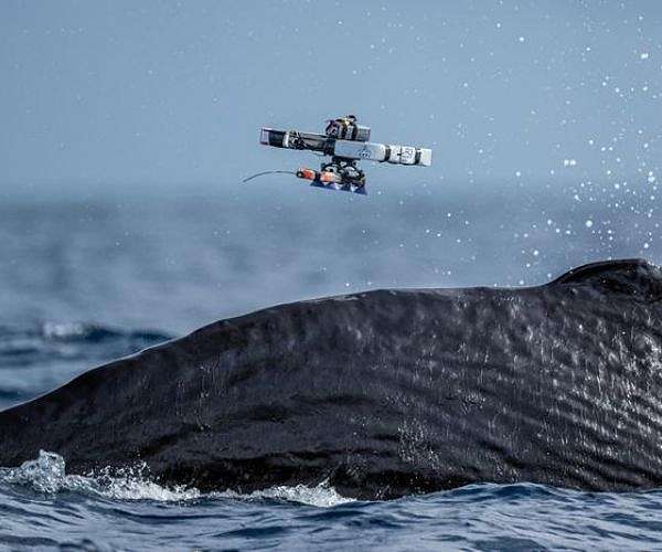 Tapping into whale talk