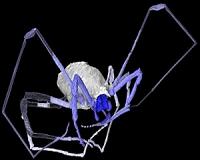 Ancient 'spider' images reveal eye-opening secrets