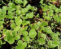 Alien Plants Attack Using Resource Conservation As Weapon