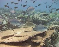 Food chain collapse predicted in world's oceans
