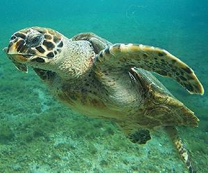 Study maps accidental killings of sea turtles