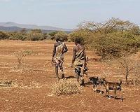 Why modern hunter-gatherers live with so few kin