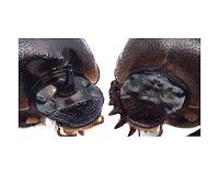 Cyclops beetles hint at answer to chicken-and-egg problem
