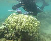 Corals are becoming more tolerant of rising ocean temperatures