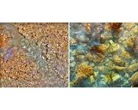 Carbon dioxide-spewing volcano drives reef from coral to algae