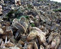 Colossal oysters missing from Florida coastline; Cuttlefish opt for lighter lunch