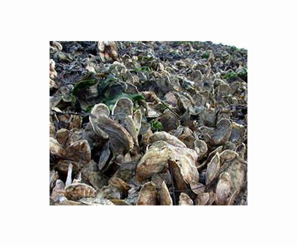 To save California coasts, scientists turn to the humble oyster